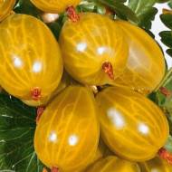 Саженец Крыжовник Млиевский желтый в контейнере